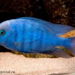 Blue dolphin cichlid photo in an aquarium