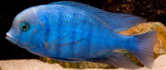 Blue dolphin cichlid photo in an aquarium