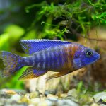 Cichlids of Lake Malawi