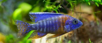 Cichlids of Lake Malawi