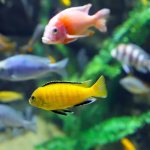 Cichlids of Lake Malawi Mbuna catalog with photos