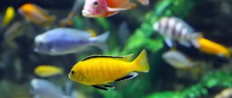 Cichlids of Lake Malawi Mbuna catalog with photos