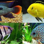 Cichlids