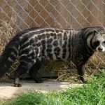 Civet-animal-Description-features-species-lifestyle-and-habitat-of-civet-6