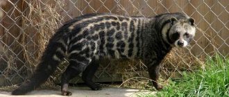 Civet-animal-Description-features-species-lifestyle-and-habitat-of-civet-6