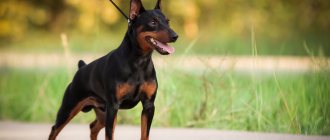 Miniature Pinscher - description of the breed, reviews from owners.