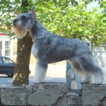 miniature schnauzer dog breed photo description