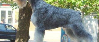 miniature schnauzer dog breed photo description