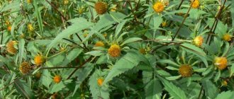 string flowers for parrots