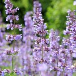 Catnip flowers