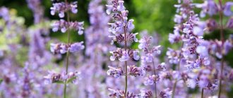 Catnip flowers