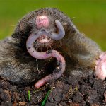 Not everyone knows what moles actually eat, sometimes even believing that these animals eat potatoes and carrots in their gardens...