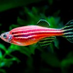 zebrafish photo