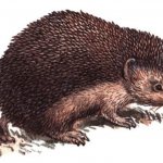 Даурский еж (Mesechinus dauuricus).