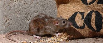 Let&#39;s figure out how gray rats (pasyuki) managed to become one of the most numerous mammals on the planet.