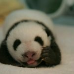 Детеныш панды, которому еще нет месяца. Фото: panda.org.cn