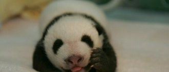 A panda cub, not yet a month old. Photo: panda.org.cn 