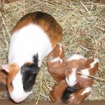 Baby guinea pigs