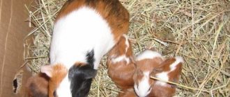 Baby guinea pigs