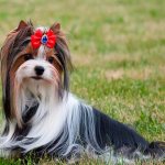 Biewer Yorkshire Terrier Girl Photo