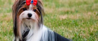 Biewer Yorkshire Terrier Girl Photo