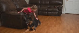 Girl petting a dog