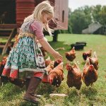 Girl feeding chickens