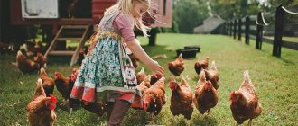 Girl feeding chickens