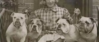 girl with bulldogs