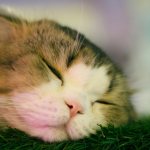 diagnosis and treatment of eye diseases in cats