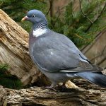 wild pigeon