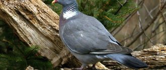 wild pigeon