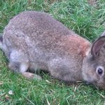 Wild rabbit - the progenitor of decorative rabbits