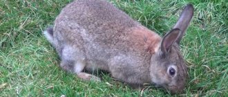 Wild rabbit - the progenitor of decorative rabbits