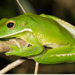 Long-legged litoria / Litoria infrafrenata