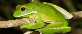 Длинноногая литория / Litoria infrafrenata