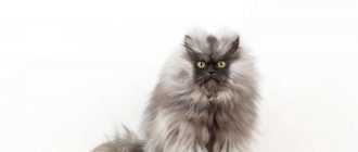 Longhaired cats