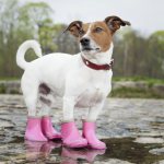 Why do dogs need shoes?