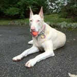 Albino Doberman with a ball