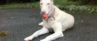 Albino Doberman with a ball