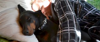 Doberman sleeps with owner