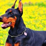 Doberman