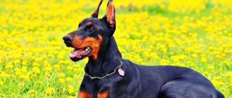 Doberman