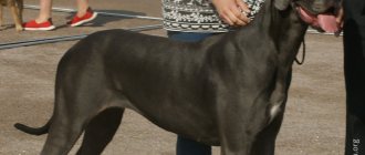 The Great Dane is an excellent companion dog