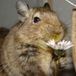 domestic degu squirrel