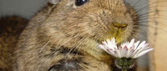 domestic degu squirrel