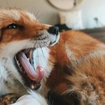 Domestic fox - what animals can be kept at home, advantages and disadvantages of predators