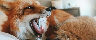 Domestic fox - what animals can be kept at home, advantages and disadvantages of predators