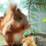 House for a squirrel: how to tame an animal? - photo 