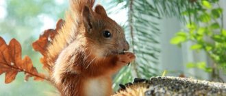 House for a squirrel: how to tame an animal? - photo 